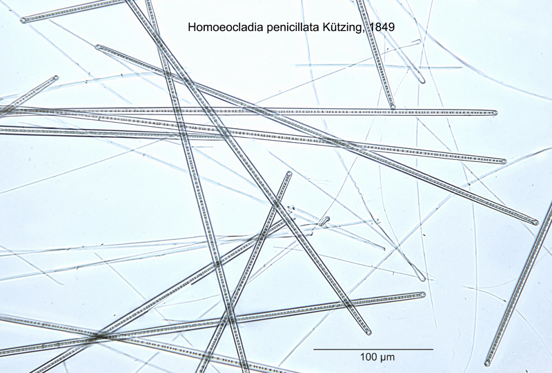 Homoeocladia penicillata #52992