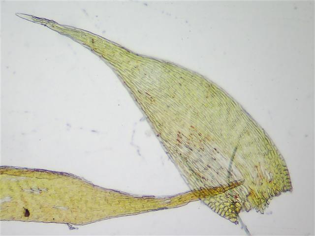 Homomallium incurvatum (Schrad. ex Brid.) Loeske #61090