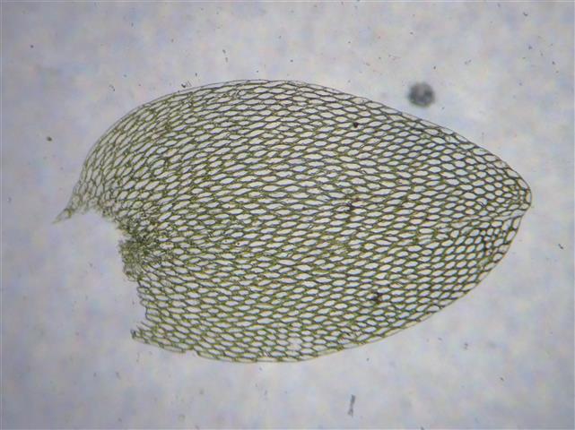 Hookeria lucens (Hedw.) Sm. #61785