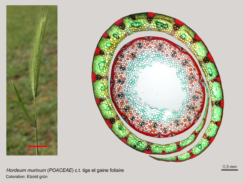 Hordeum murinum #16117