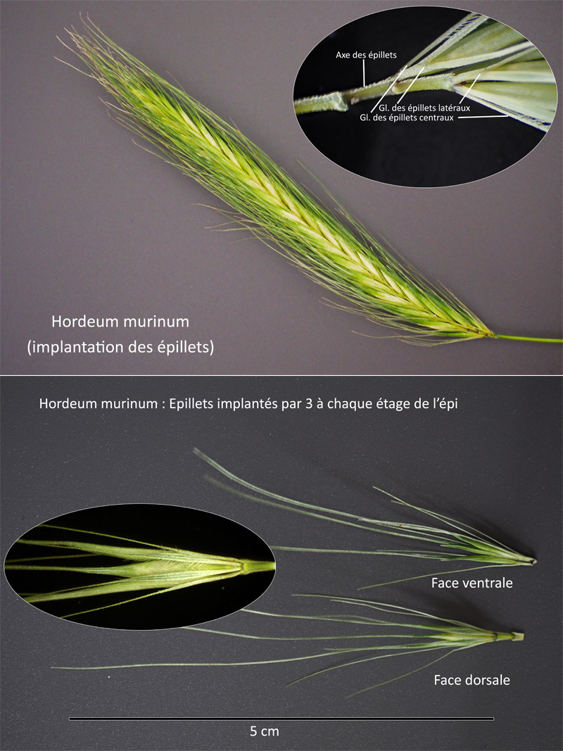 Hordeum murinum L. subsp. murinum : L Orge des rats #63298