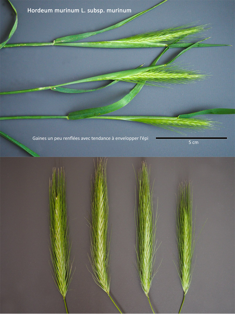 Hordeum murinum L. subsp. murinum : L Orge des rats #63299