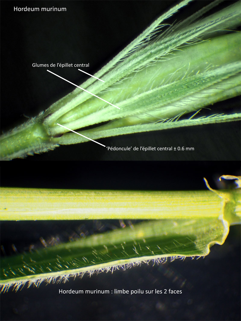Hordeum murinum L. subsp. murinum : L Orge des rats #63297