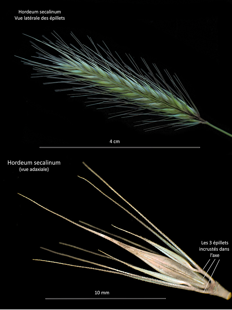 Hordeum secalinum Schreb. - Orge faux-seigle #74975
