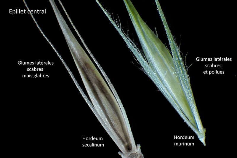 Hordeum secalinum Schreb. - Orge faux-seigle #74977