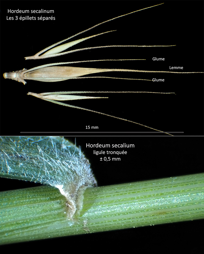 Hordeum secalinum Schreb. - Orge faux-seigle #74976