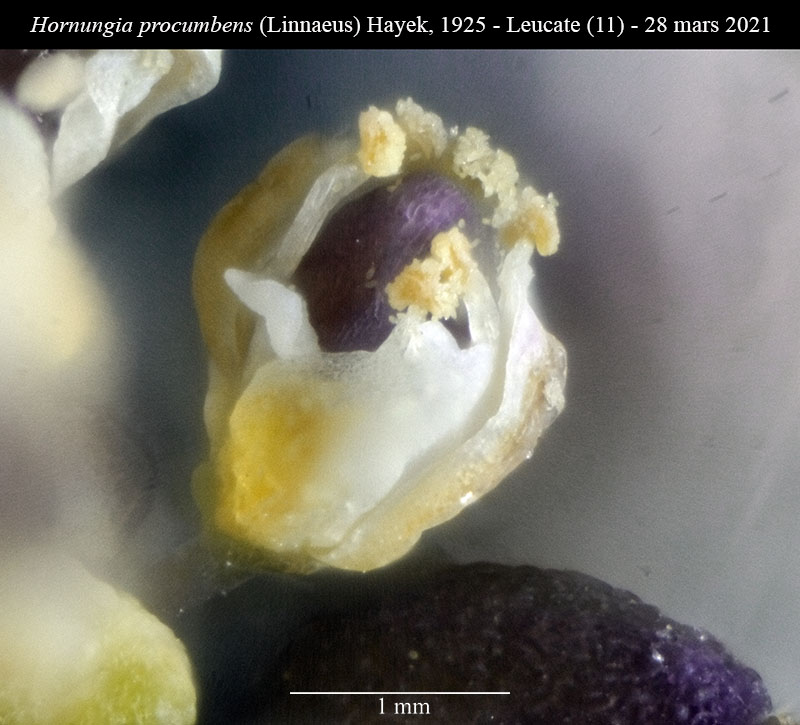 Hornungia procumbens #66120