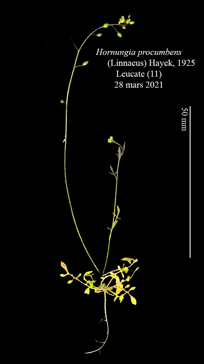 Hornungia procumbens #66115