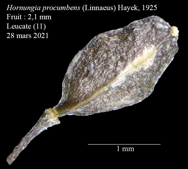 Hornungia procumbens #66121
