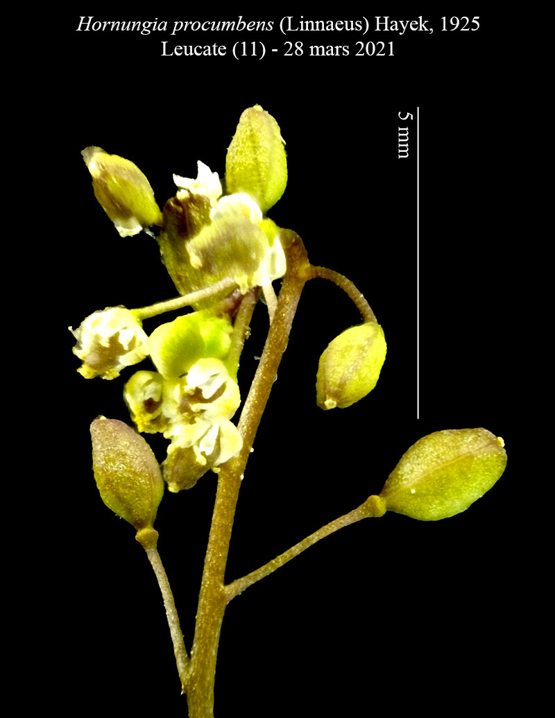 Hornungia procumbens #66117