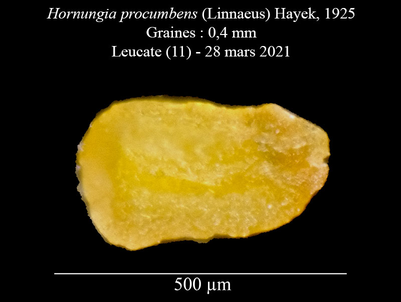 Hornungia procumbens #66123