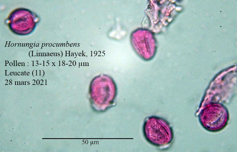 Hornungia procumbens #66125