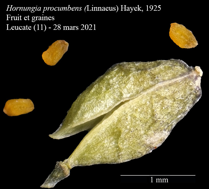 Hornungia procumbens #66122