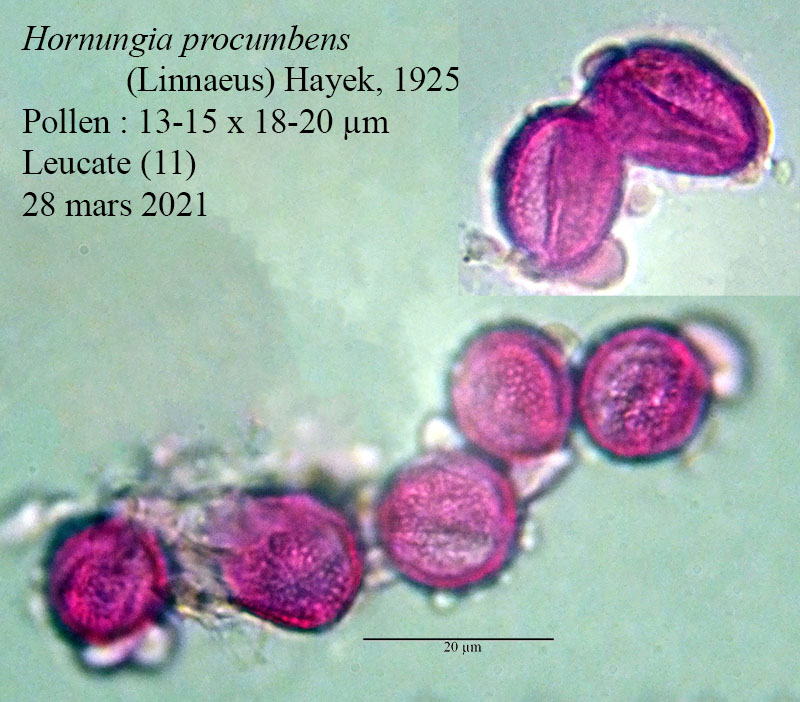 Hornungia procumbens #66126