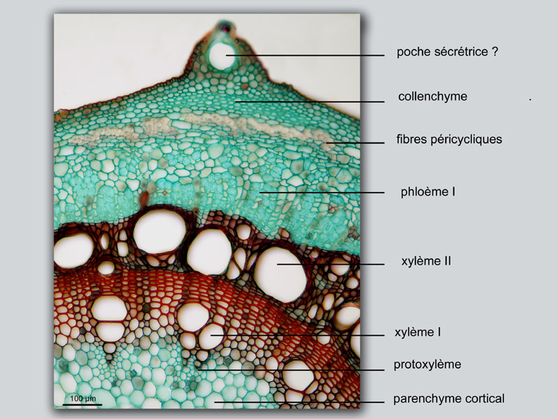 Humulus lupulus, tige, Histologie #18330