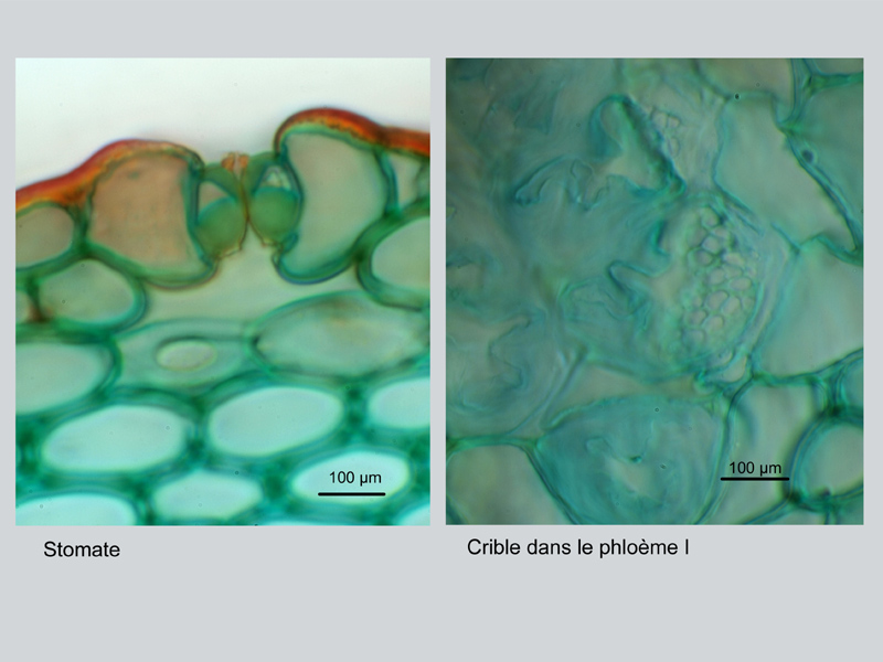 Humulus lupulus, tige, Histologie #18331