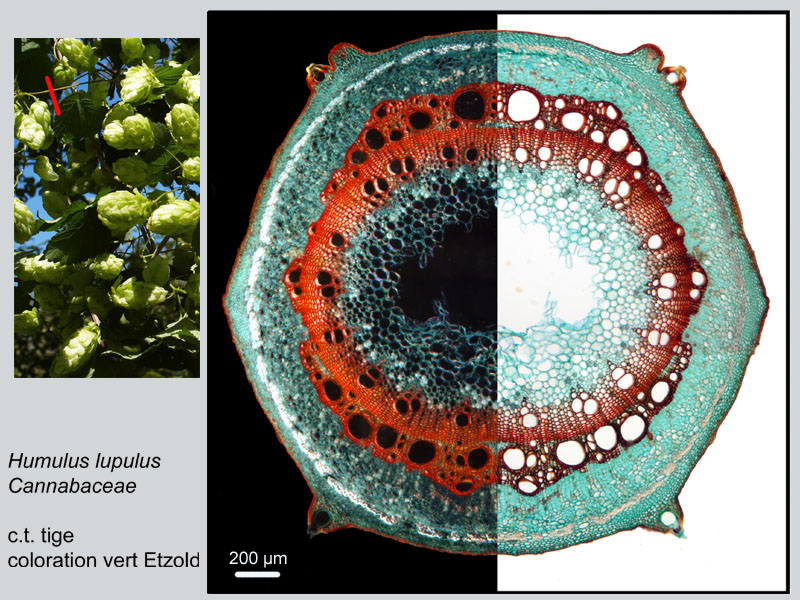 Humulus lupulus, tige, Histologie #18329