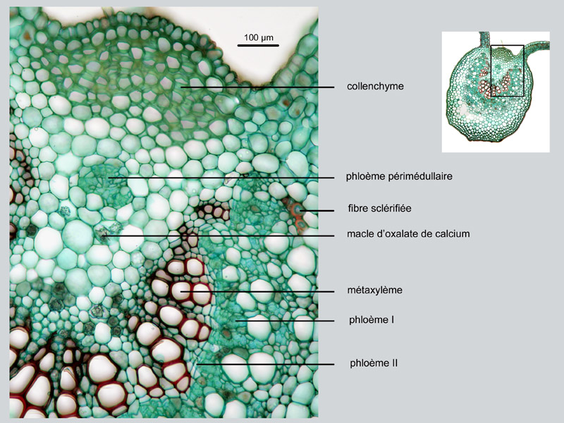 Humulus lupulus, feuille, histologie #18340