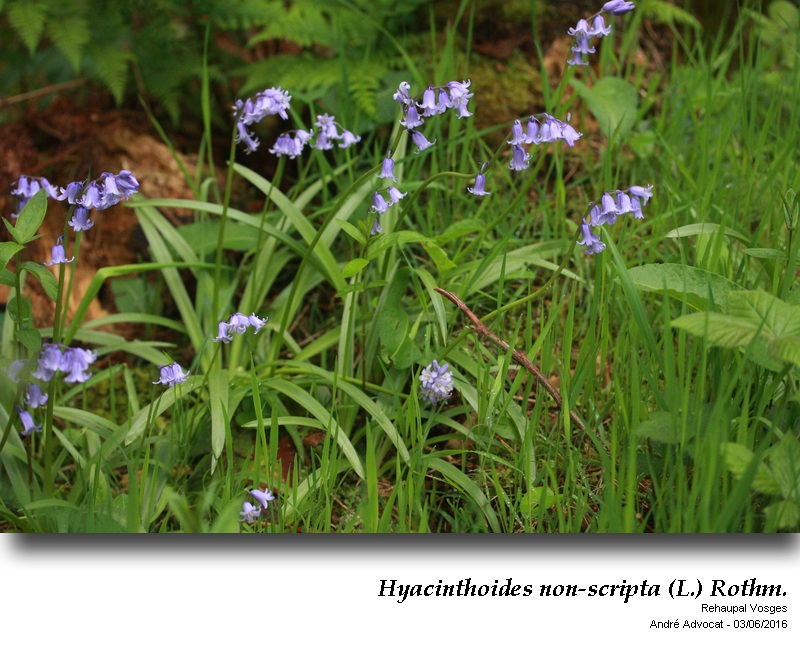 Hyacinthoides non-scripta (L.) Rothm. #46442