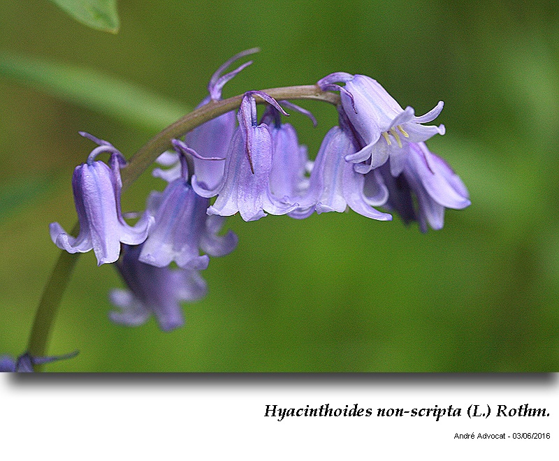 Hyacinthoides non-scripta (L.) Rothm. #46443