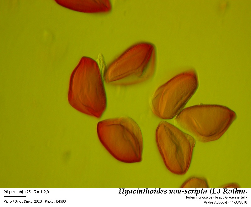 Hyacinthoides non-scripta (L.) Rothm. #46445