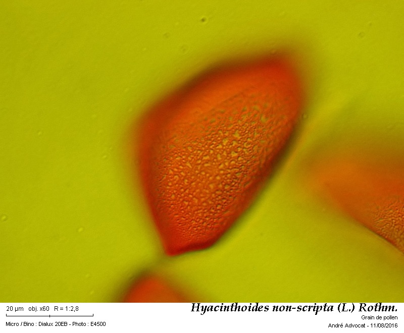 Hyacinthoides non-scripta (L.) Rothm. #46446