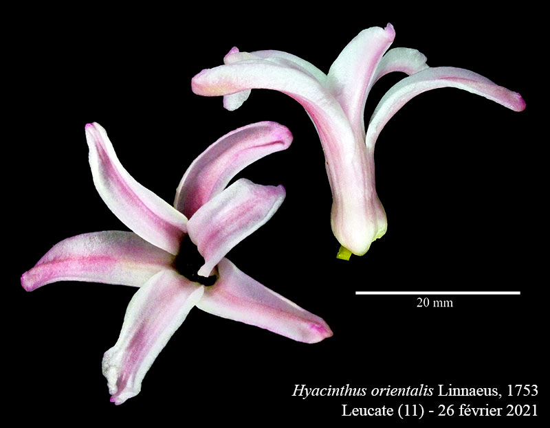Hyacinthus orientalis #65737
