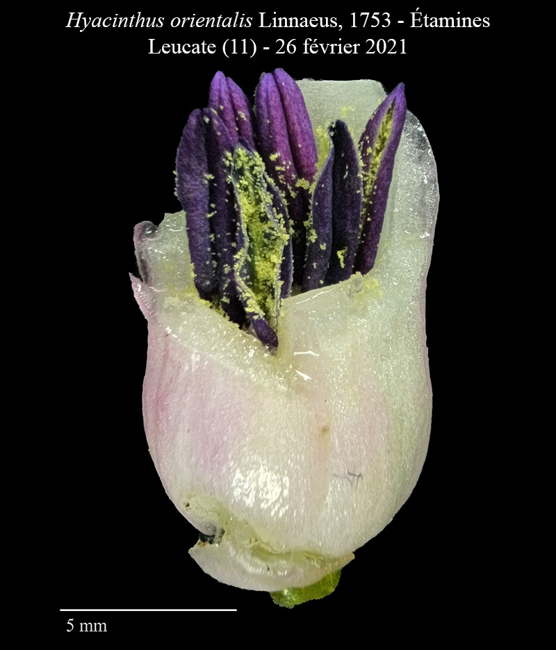 Hyacinthus orientalis #65734