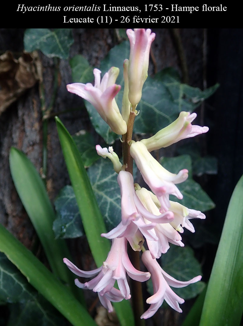 Hyacinthus orientalis #65732