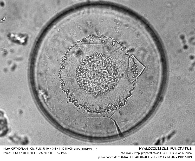 HYALACODISCUS PUNCTATUS #34808