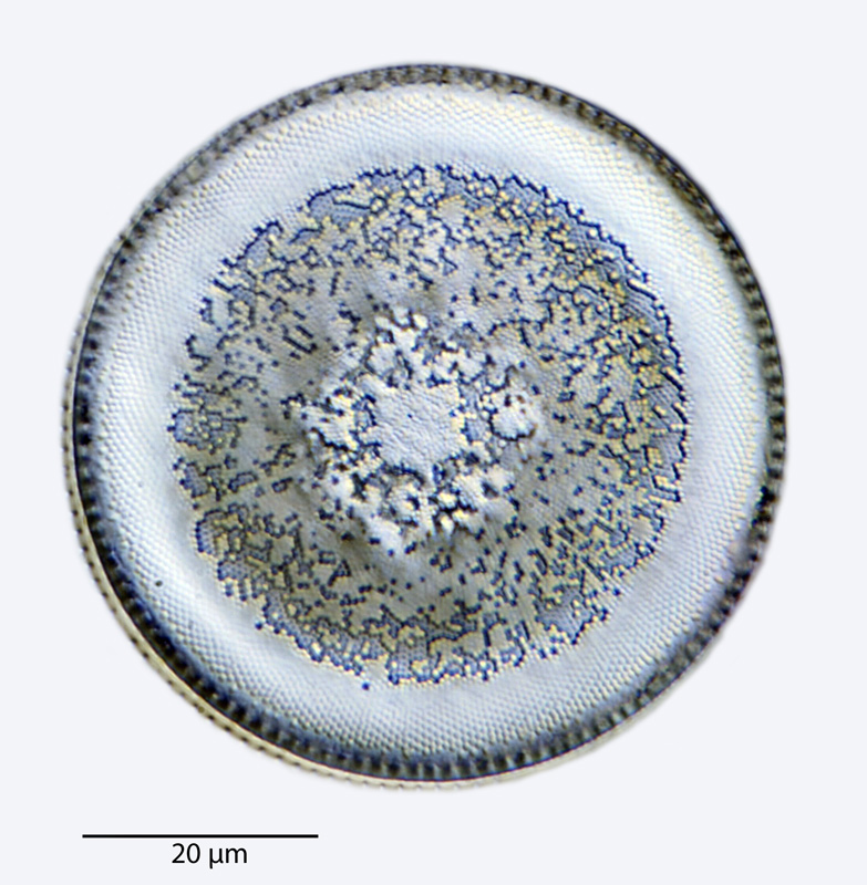Hyalodiscus laevis #40853