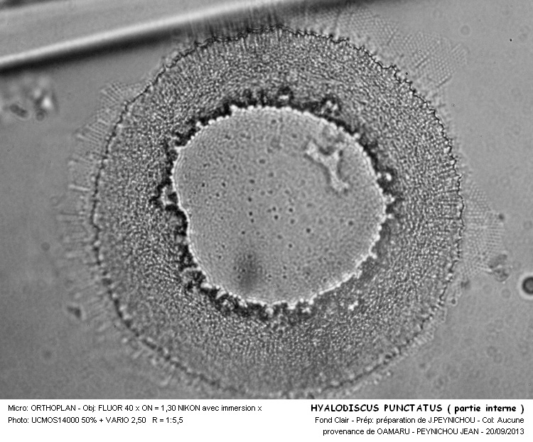 HYALODISCUS PUNCTATUS ( partie interne ) #33885