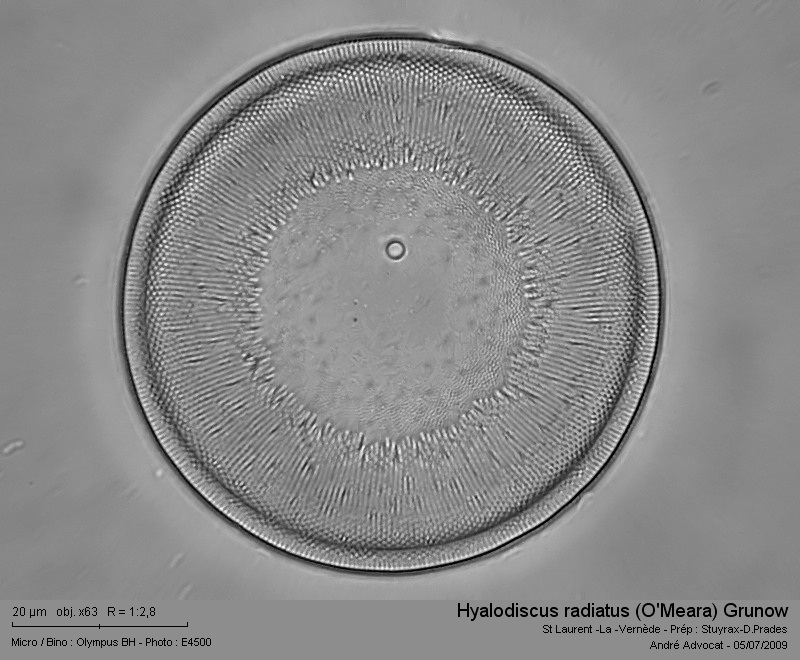Hyalodiscus radiatus (O Meara) Grunow #17446