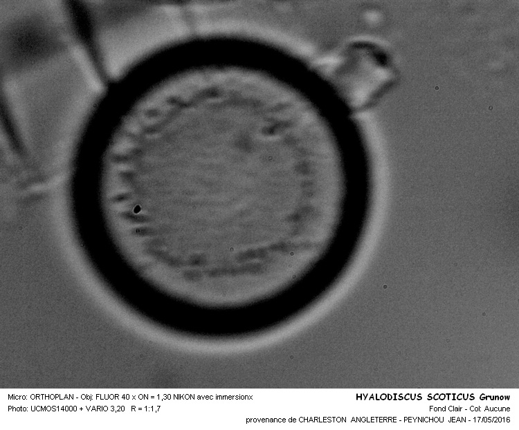 HYALODISCUS SCOTICUS Grunow #45196