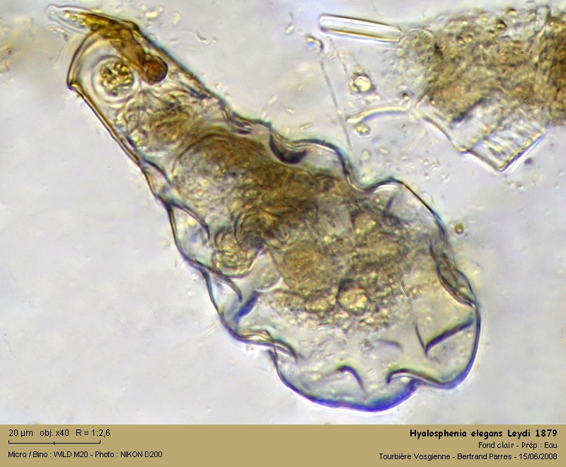 Hyalosphenia elegans Leydi 1879 #4982