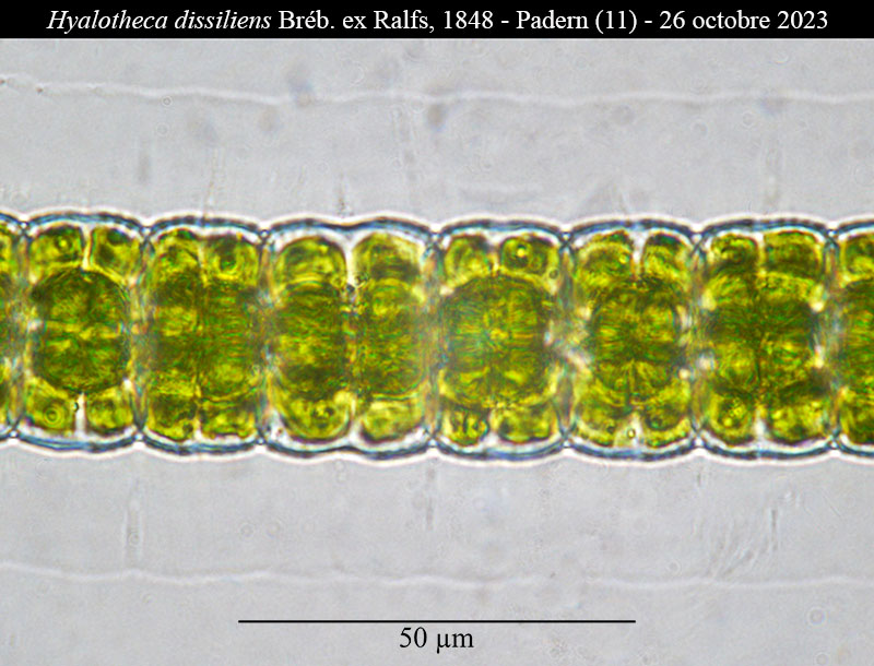 Hyalotheca dissiliens #77163