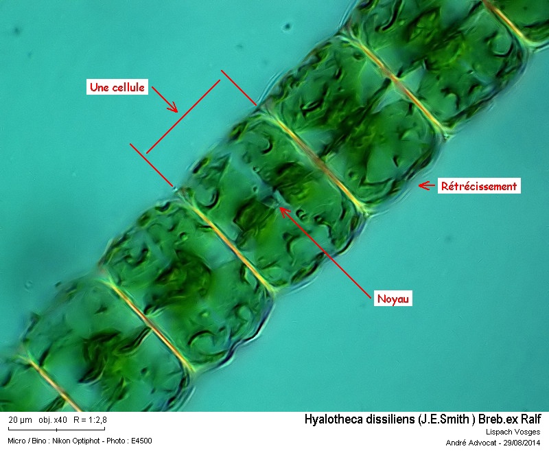 Hyalotheca dissiliens var.dissiliens (J.E.Smith)Breb.ex Ralf #38701