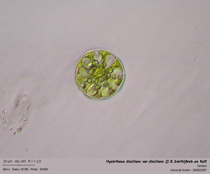 Hyalotheca dissiliens var.dissiliens (J.E.Smith)Breb.ex Ralf #247