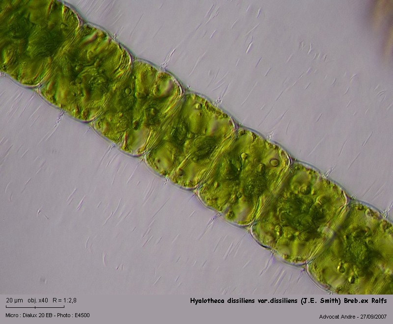 Hyalotheca dissiliens var.dissiliens (J.E.Smith)Breb.ex Ralf #144