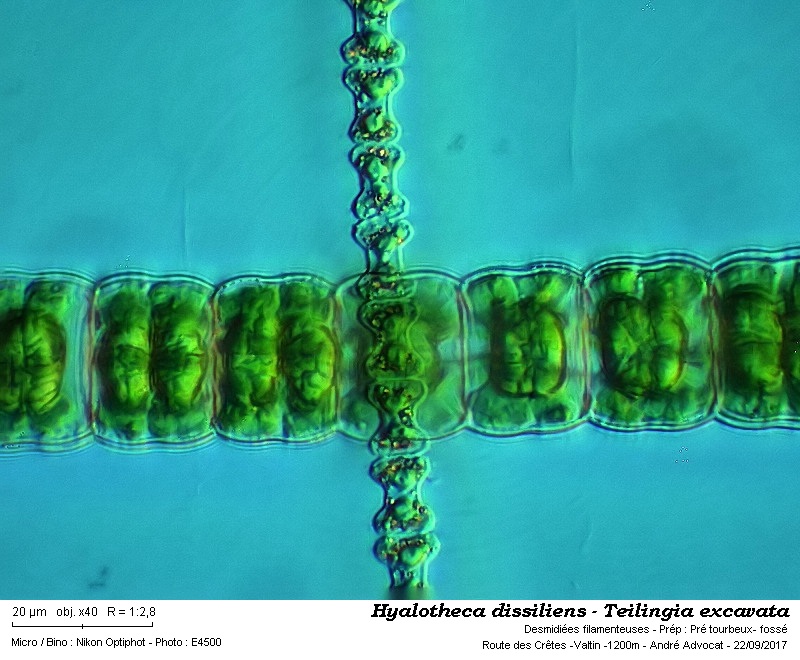 Hyalotheca dissiliensis - Teilingia excavata #51585