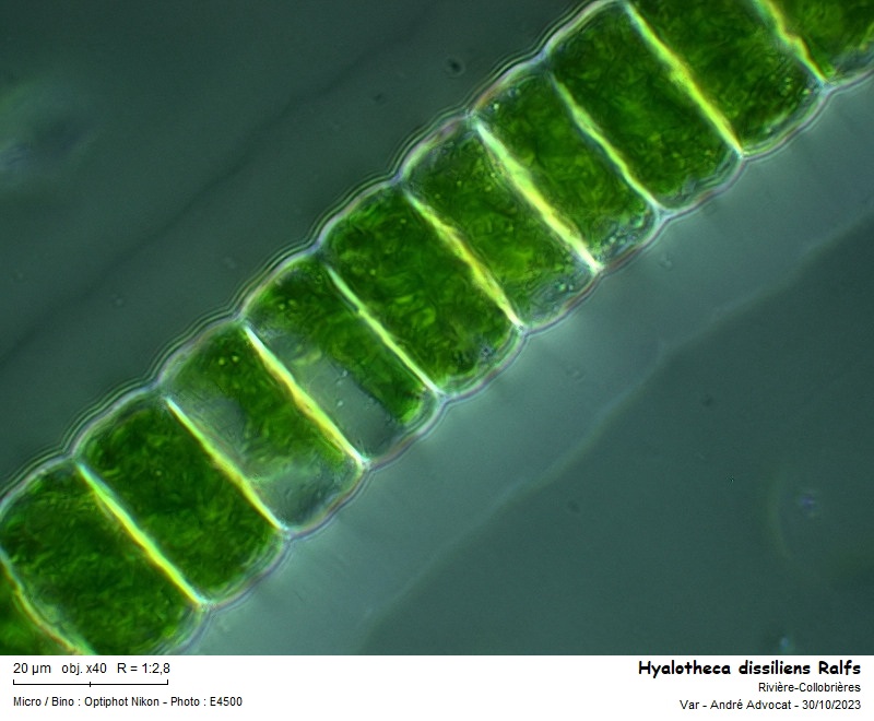 Hyalotheca dissiliensis - Teilingia excavata #77528