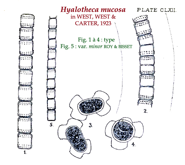 Hyalotheca mucosa Ralfs #81553