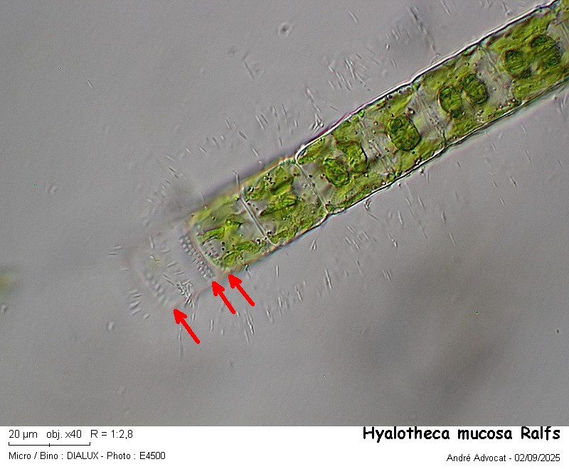 Hyalotheca mucosa Ralfs #83563