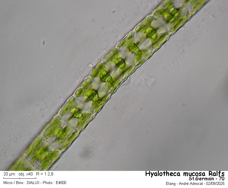 Hyalotheca mucosa Ralfs #83562