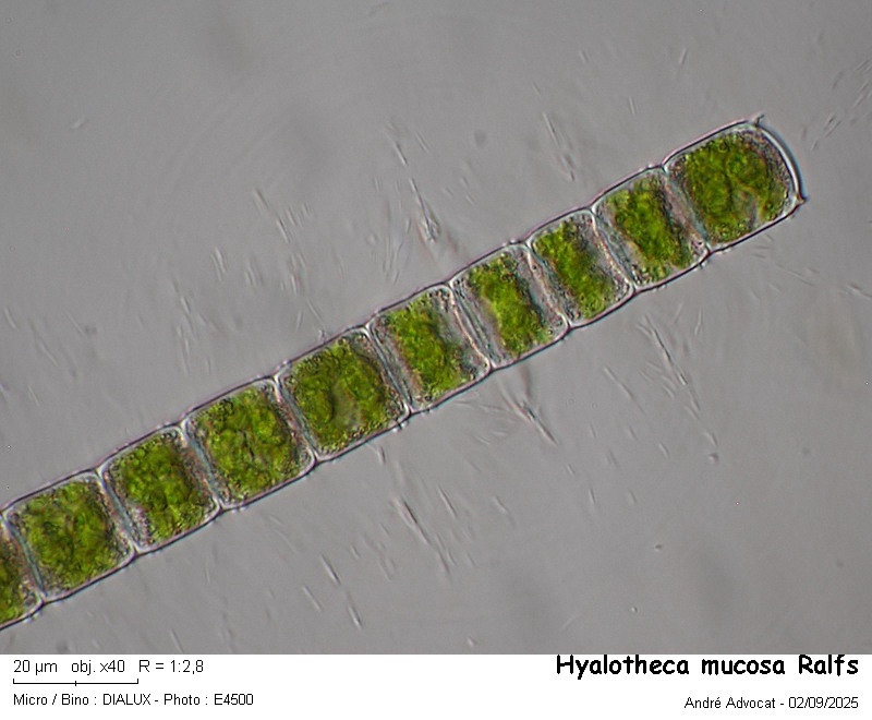 Hyalotheca mucosa Ralfs #83565