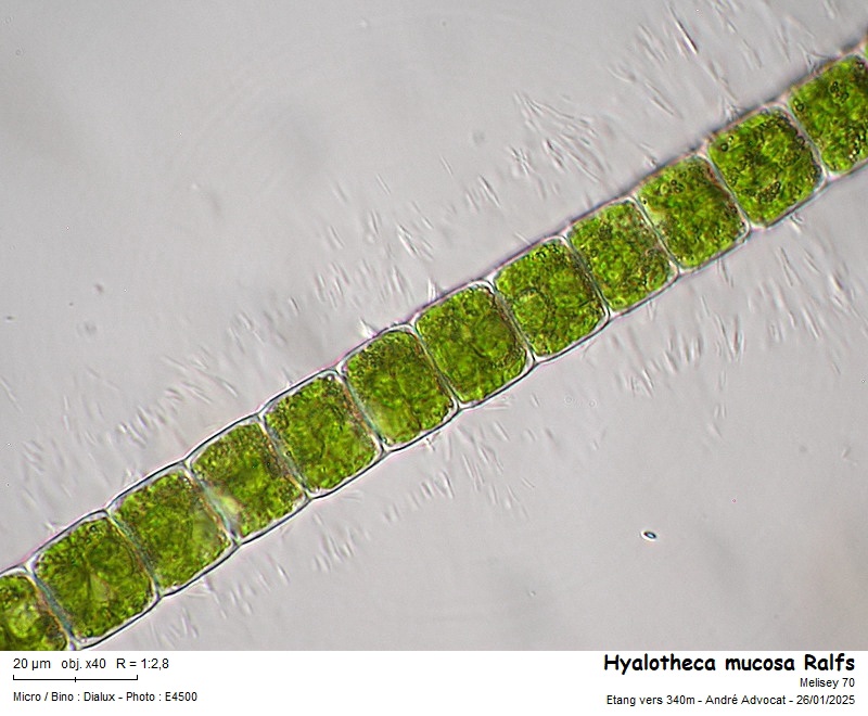 Hyalotheca mucosa Ralfs #81468