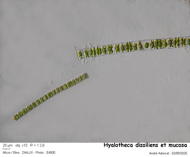 Hyalotheca mucosa Ralfs #83566