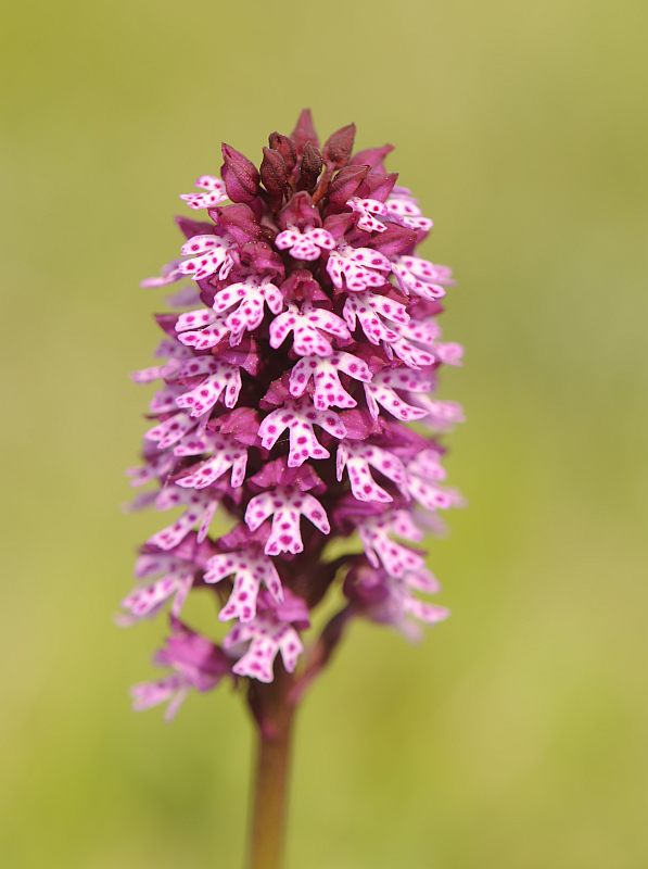 Hybride Neotinea tridentata x ustulata et la notion de genre #41263
