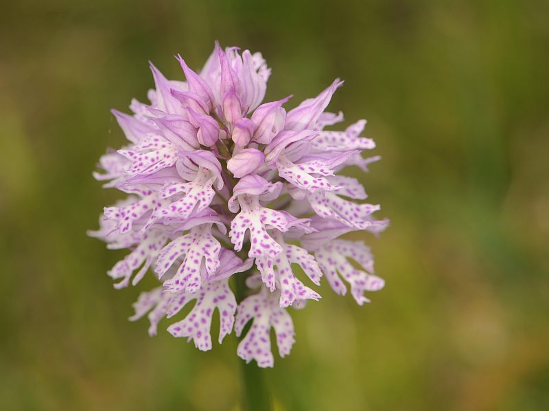 Hybride Neotinea tridentata x ustulata et la notion de genre #41264