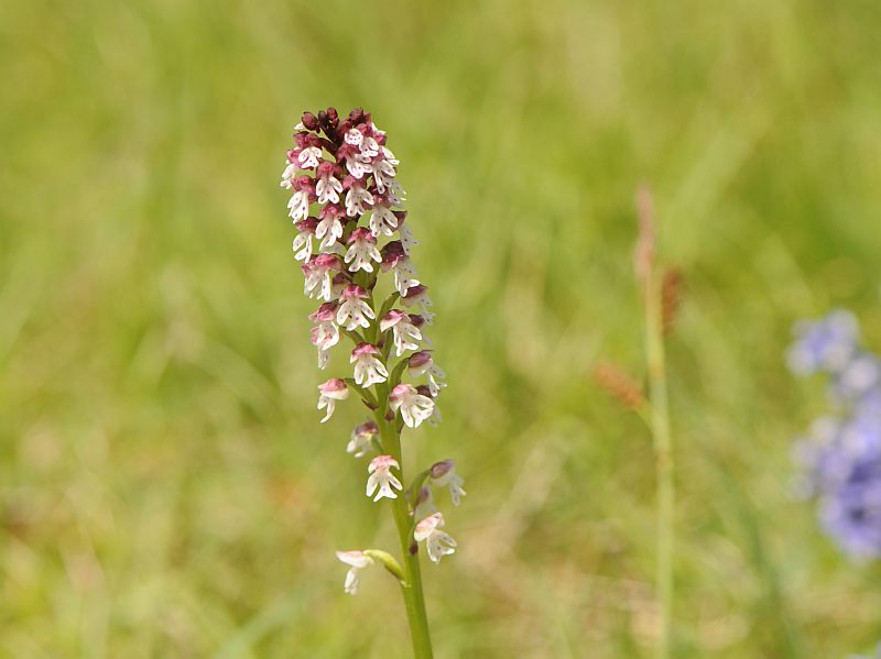 Hybride Neotinea tridentata x ustulata et la notion de genre #41265